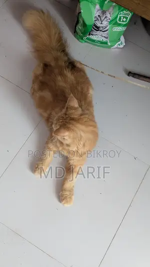 6-12 Months Female Purebred Persian