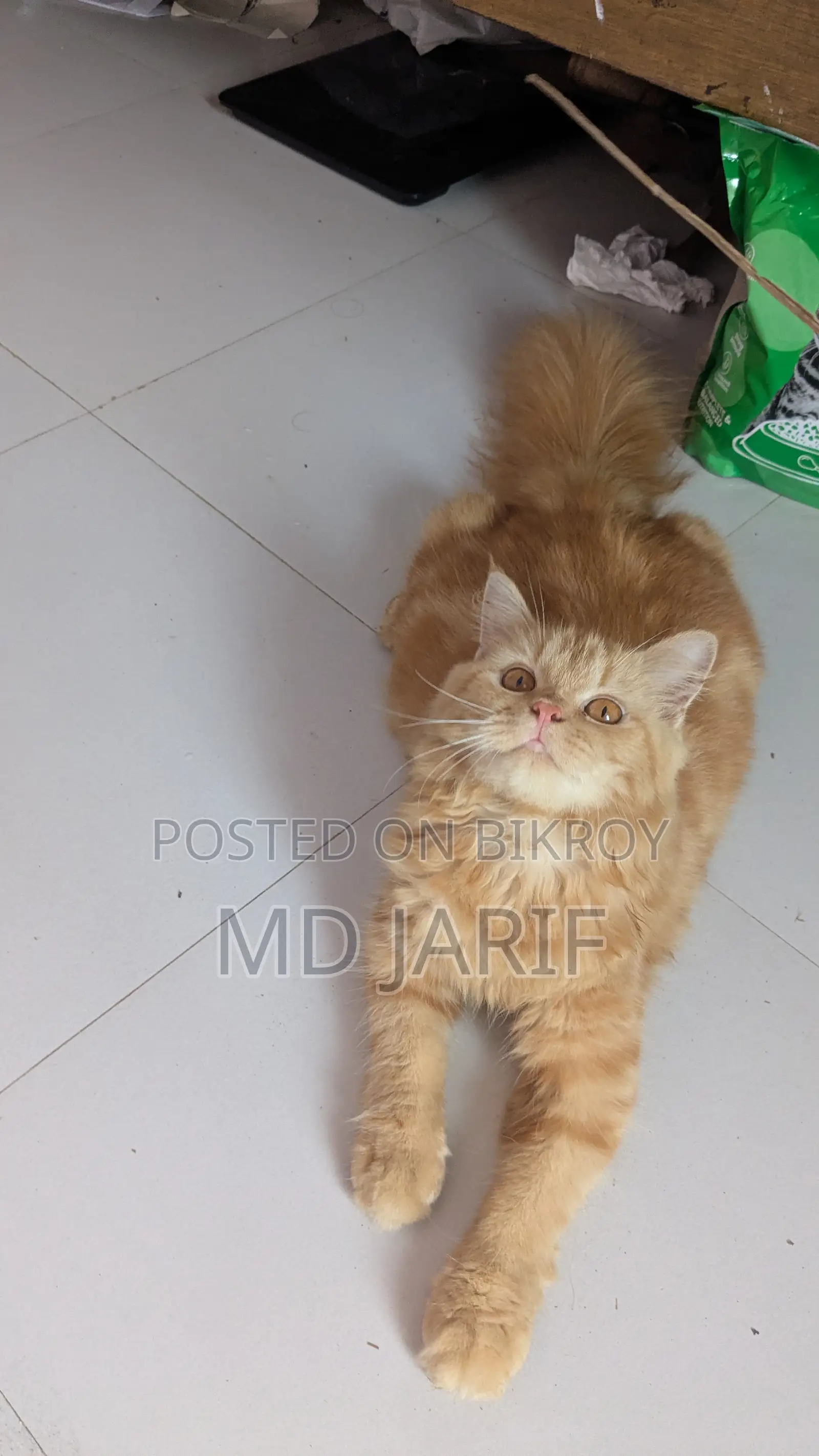 6-12 Months Female Purebred Persian
