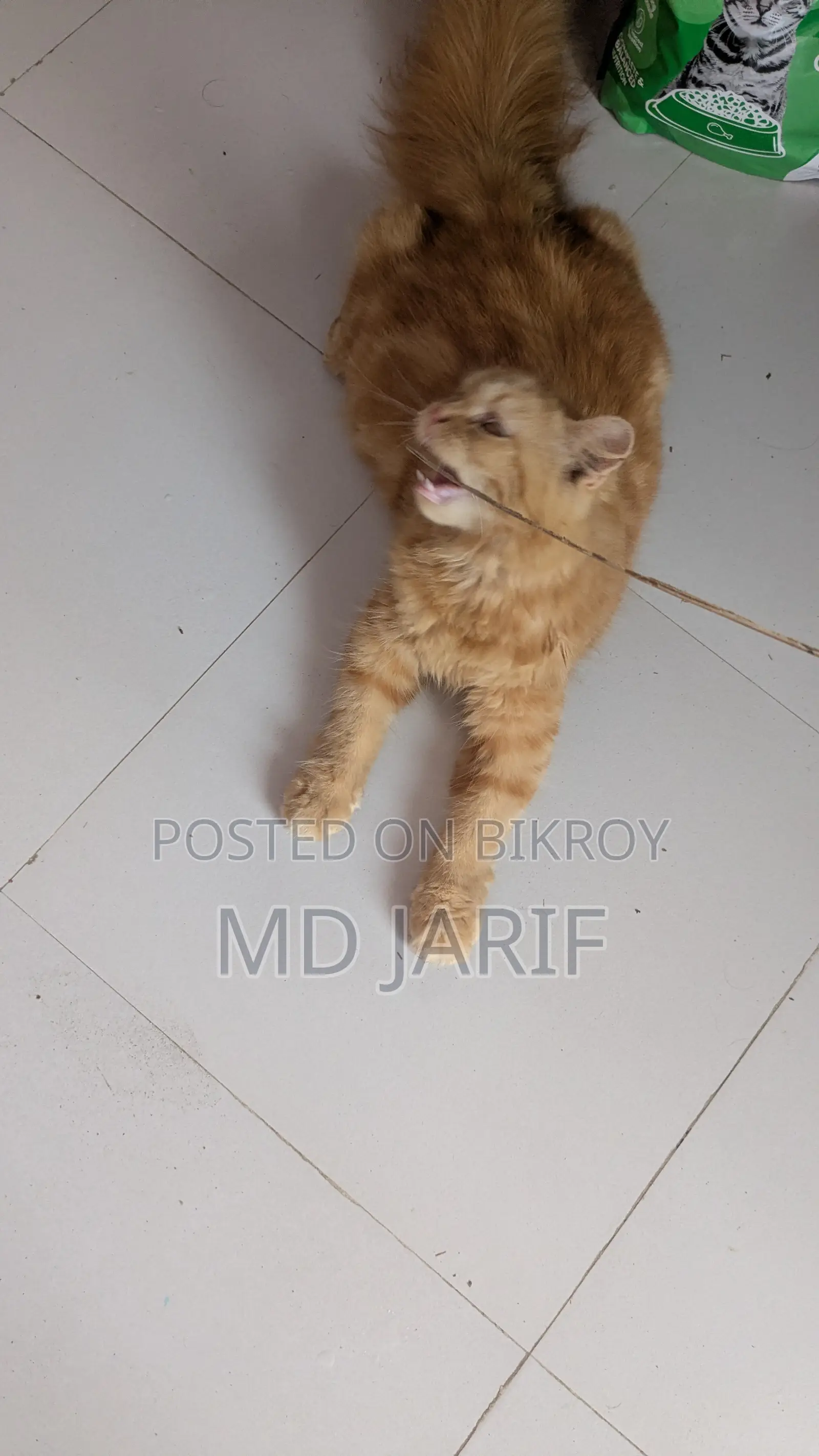 6-12 Months Female Purebred Persian