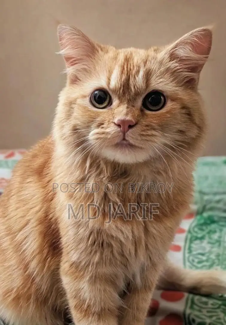 6-12 Months Female Purebred Persian