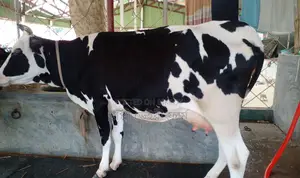 ১৩২৬ নং গাভী গরু উন্নত জাতের ।