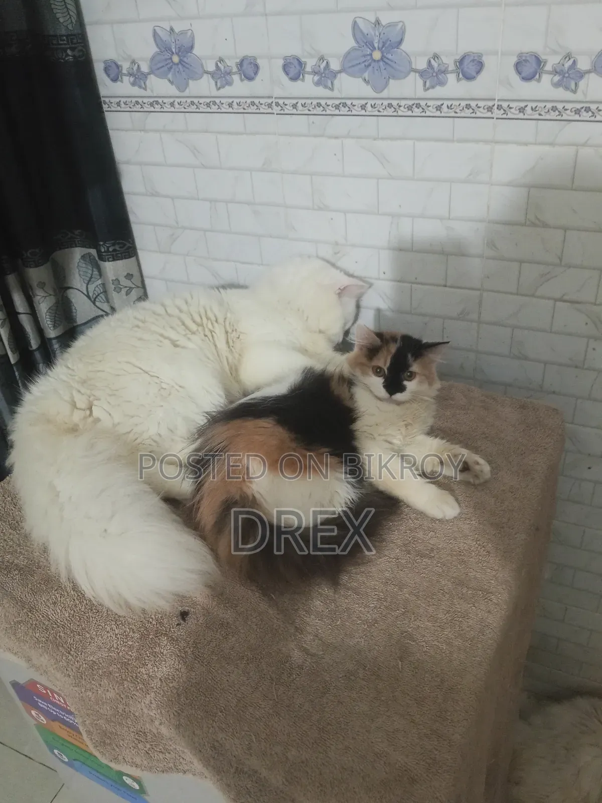 6-12 Months Female Purebred Persian
