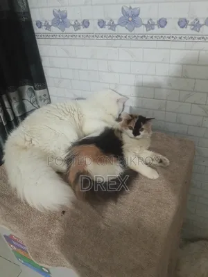 6-12 Months Female Purebred Persian