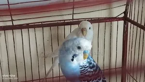 Adult Budgerigar Pair
