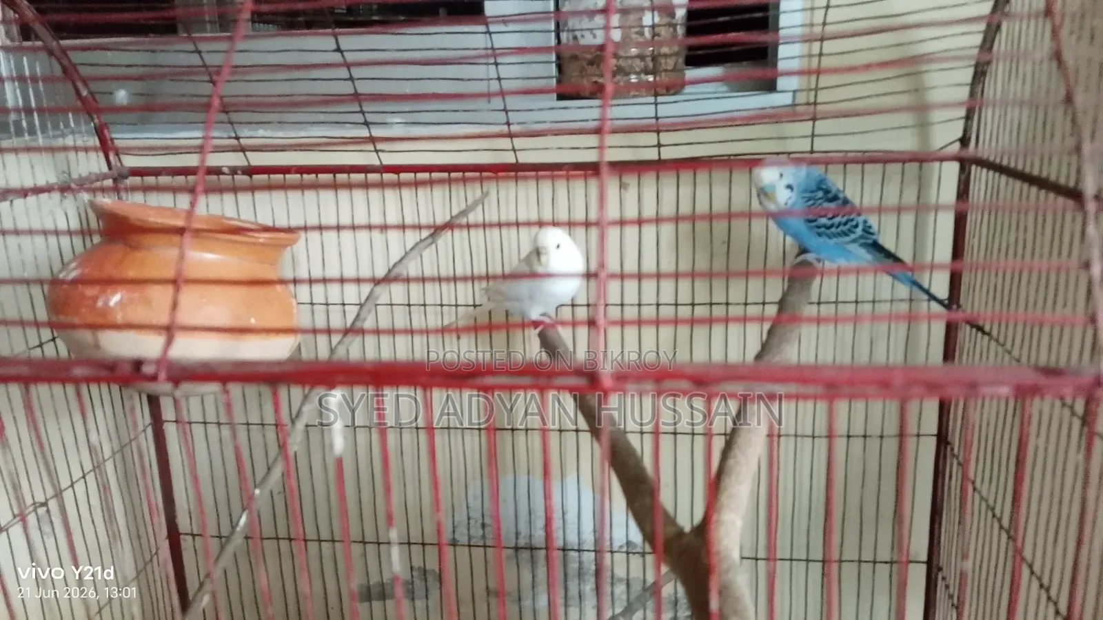 Adult Budgerigar Pair