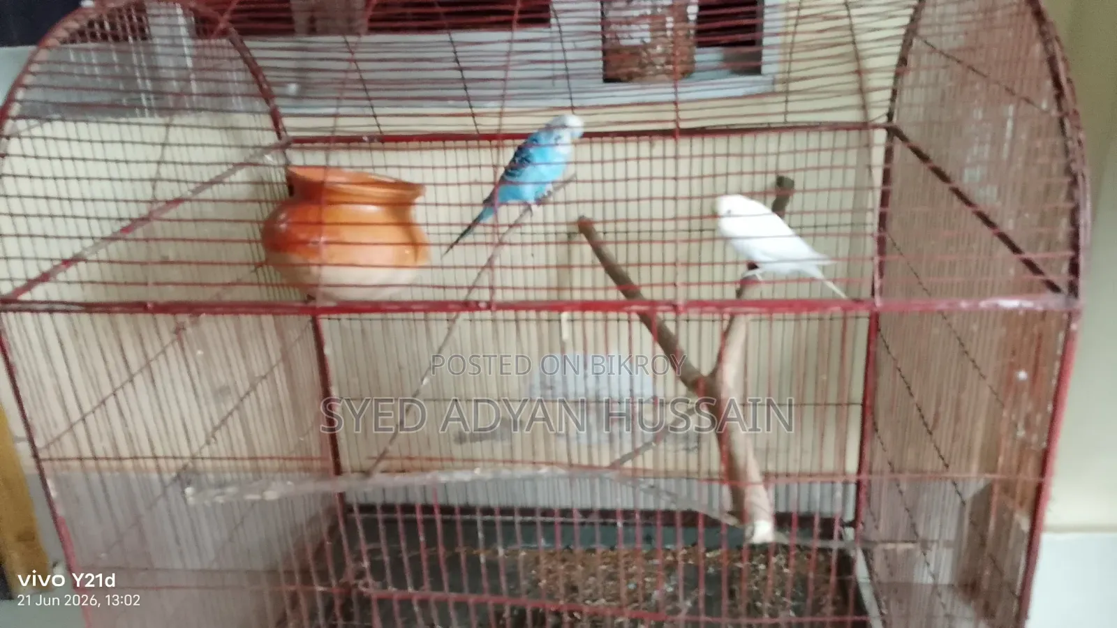 Adult Budgerigar Pair