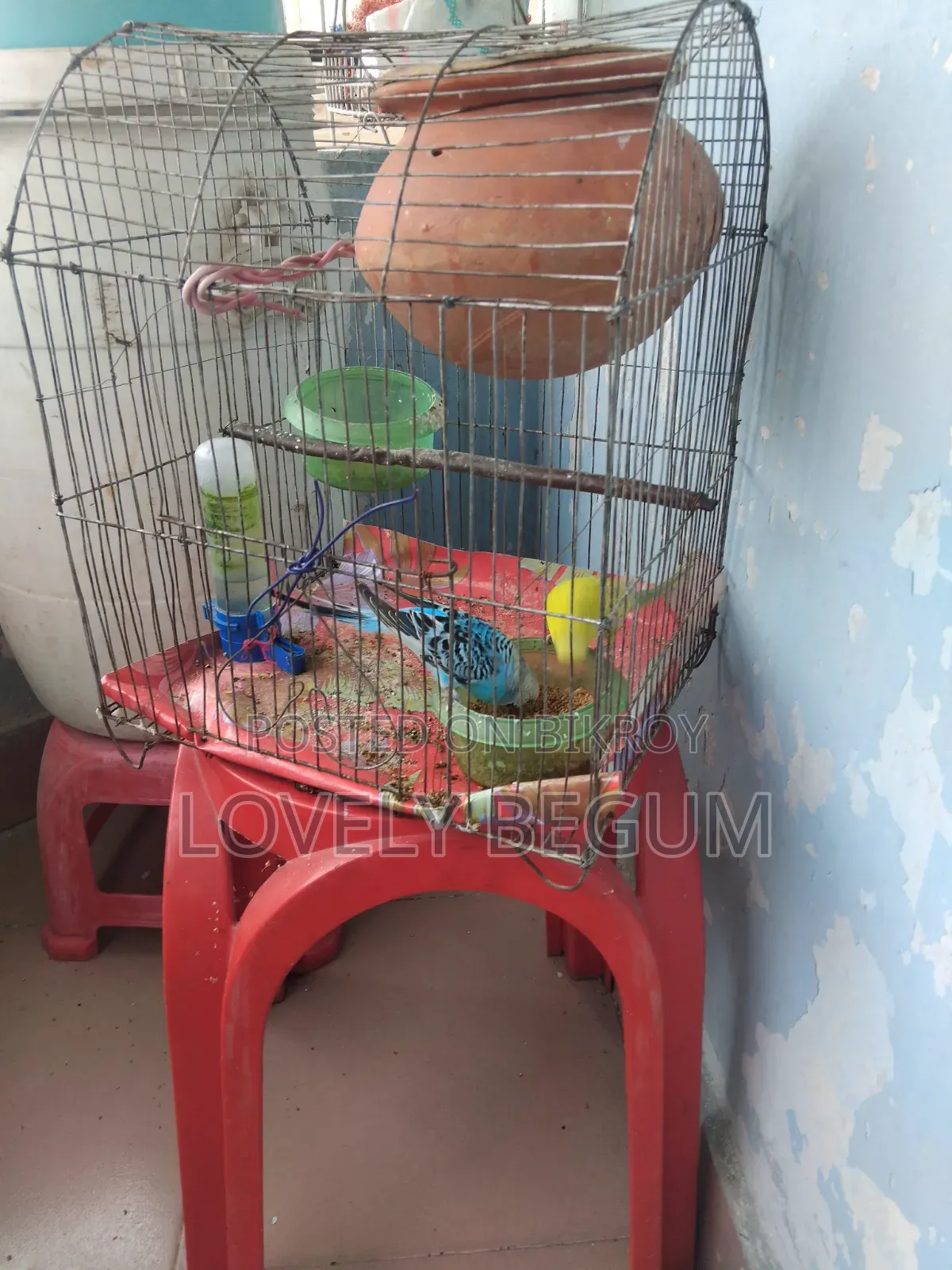 Budgerigar Bird