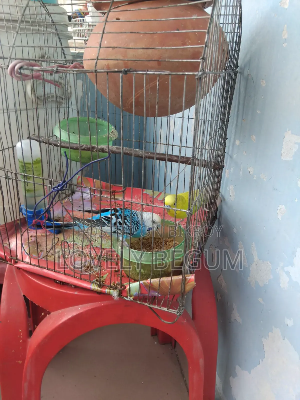 Budgerigar Bird