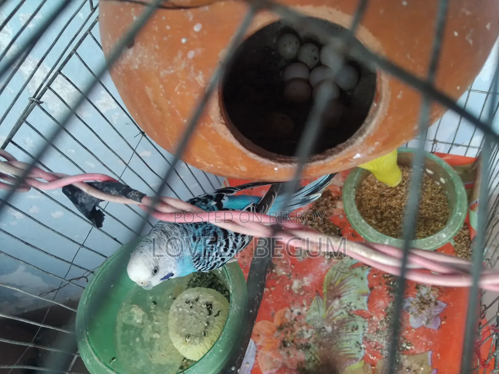 Budgerigar Bird