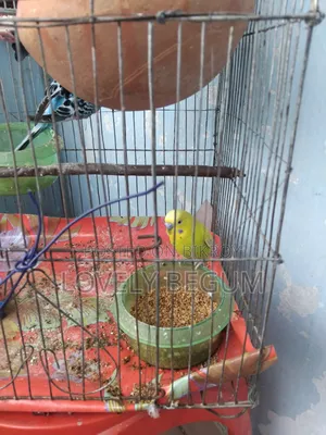 Budgerigar Bird