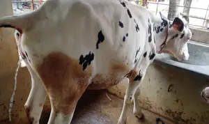 ১৩২৮ নং উন্নত জাতের বকনা ।