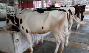 ১৩২৯ নং ৬টি উন্নত জাতের বকনা ।