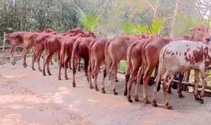 ১৩৩০ নং উন্নত জাতের ১১টি বকনা বিক্রয় হবে ।