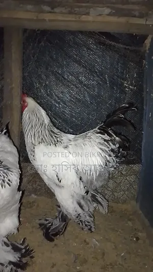 এক জোরা ব্রাহামা মুরগী বিক্রি করা হবে।