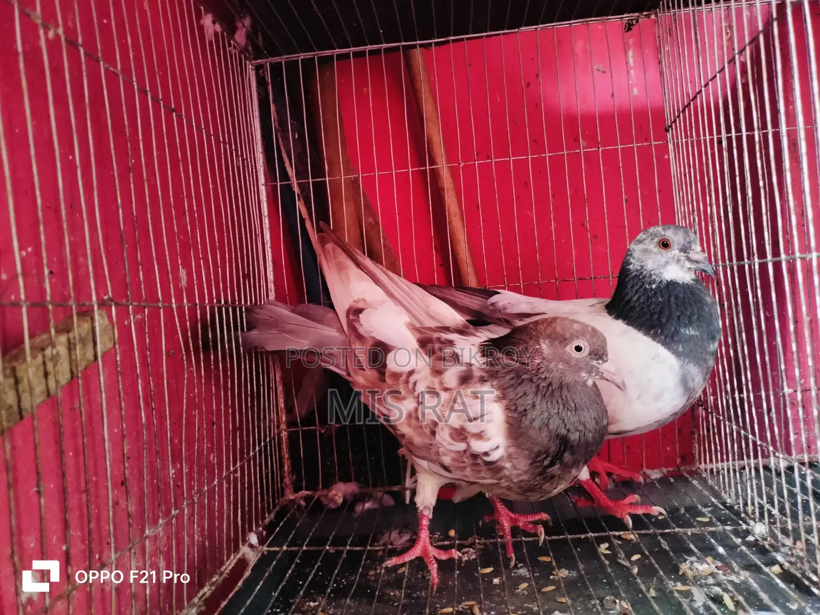Bengali Pigeon