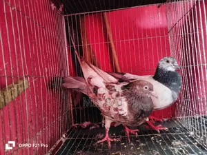 Bengali Pigeon
