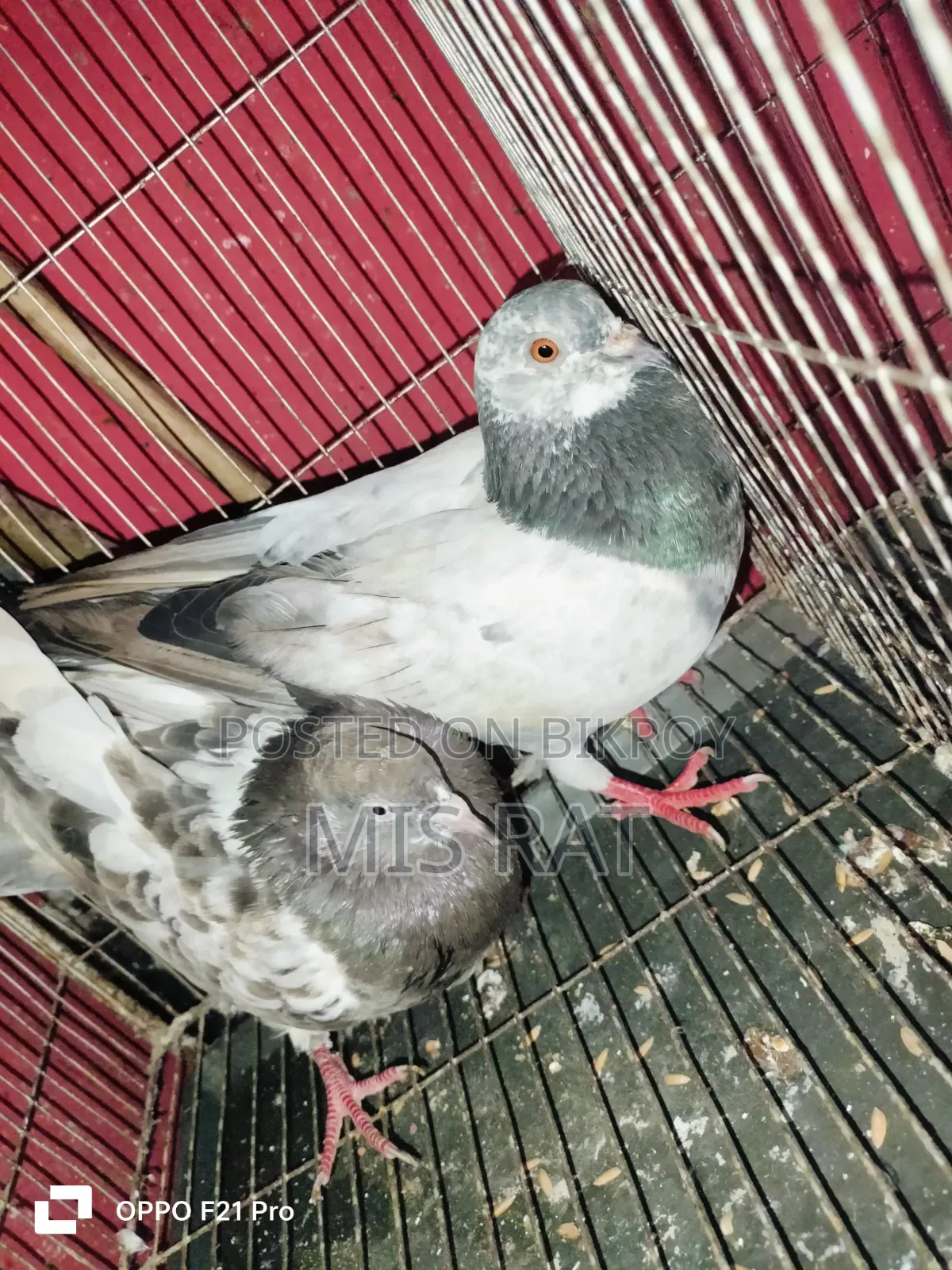Bengali Pigeon