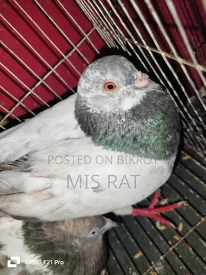 Bengali Pigeon