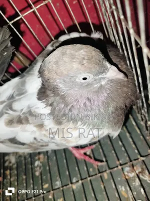 Bengali Pigeon