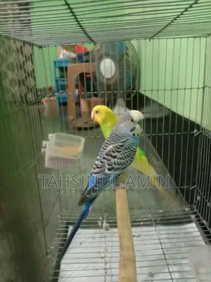 Budgerigar Bird