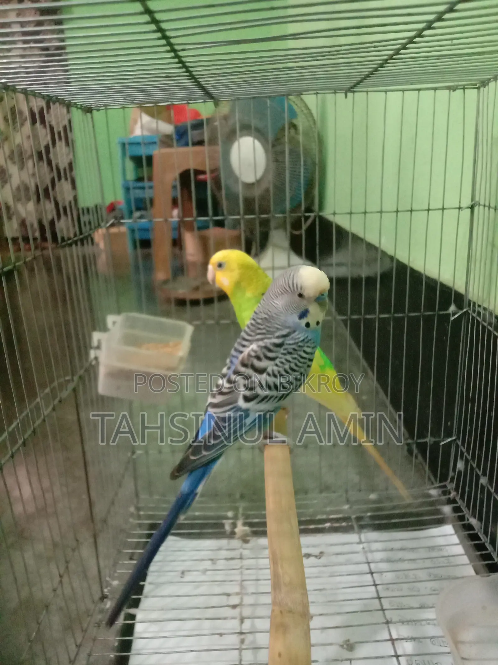 Budgerigar Bird