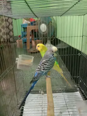 Budgerigar Bird