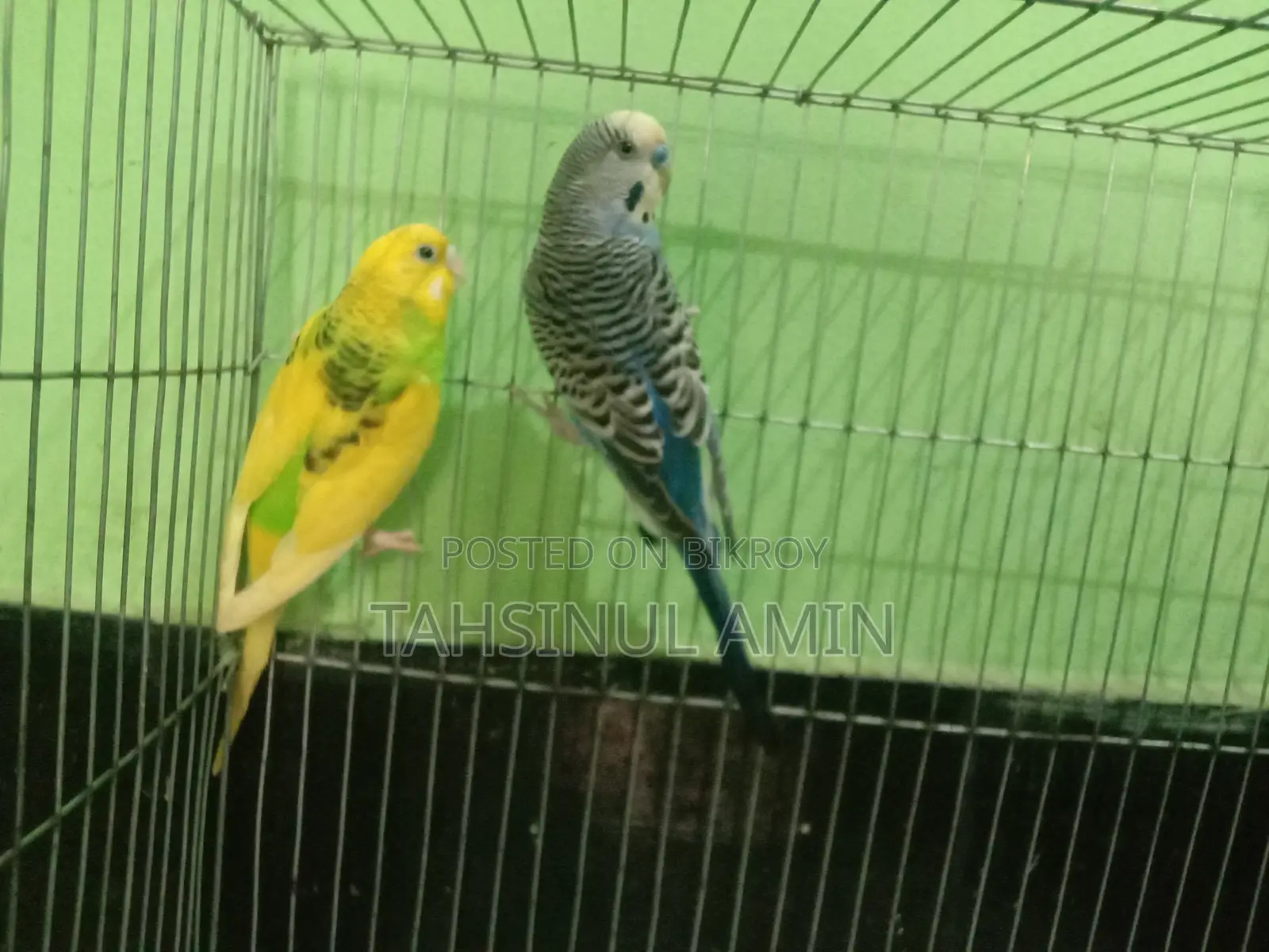 Budgerigar Bird