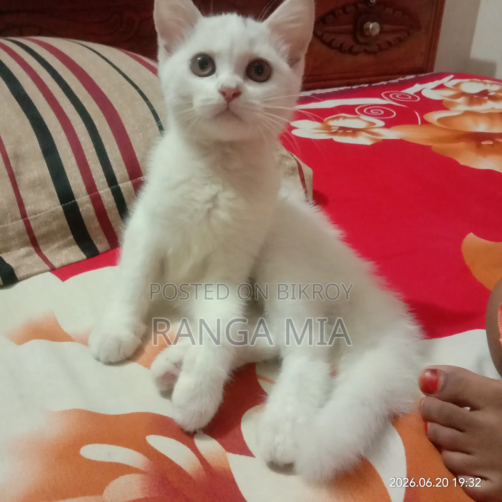 1-3 Months Female Purebred Persian