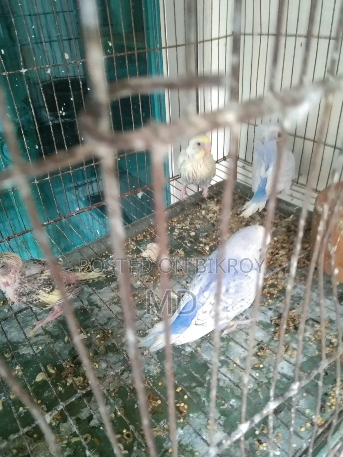 বাজরিগার পাখির বাচ্চা বিক্র করা হবে