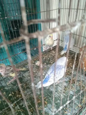 বাজরিগার পাখির বাচ্চা বিক্র করা হবে
