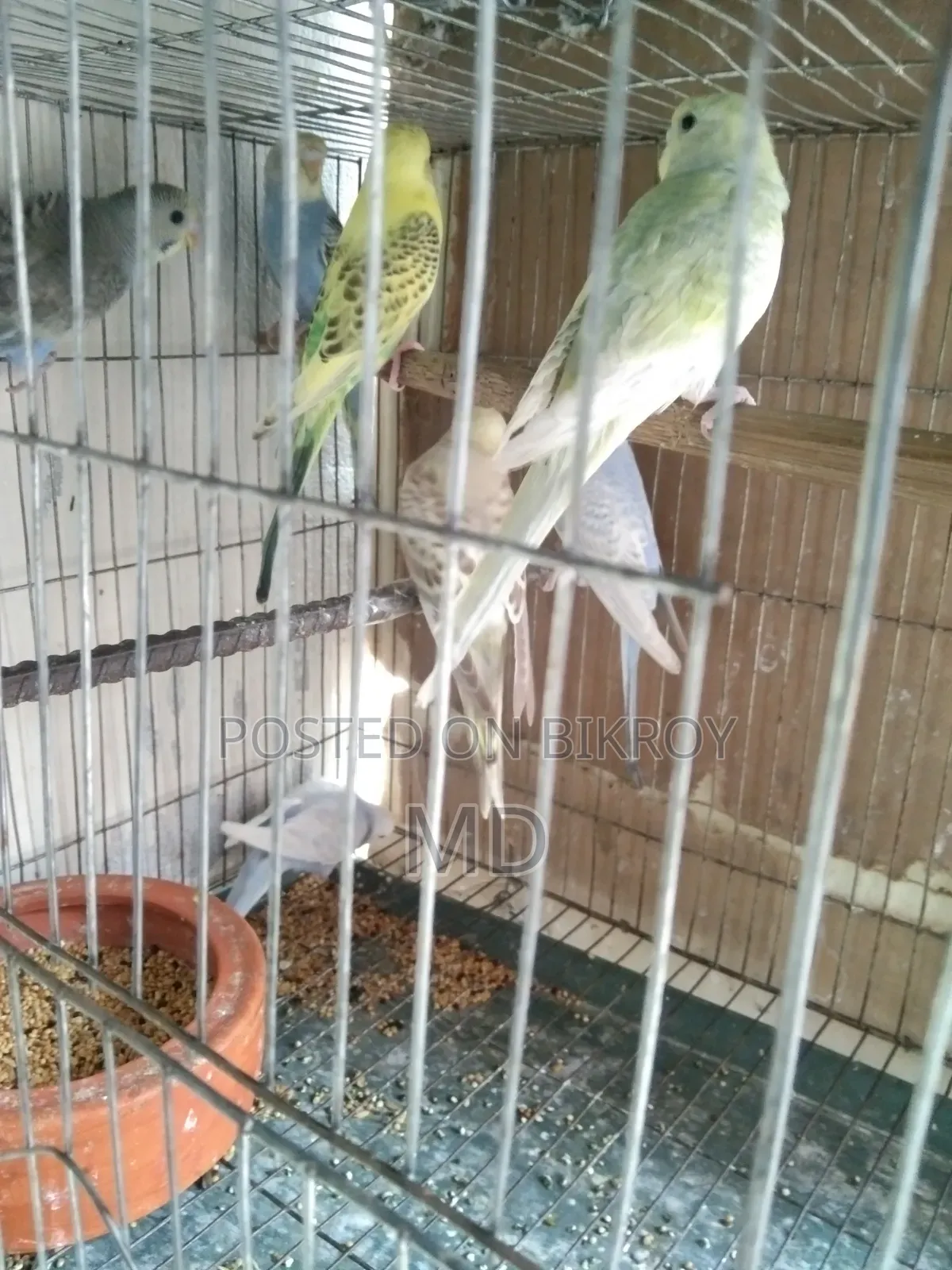 বাজরিগার পাখির বাচ্চা বিক্র করা হবে