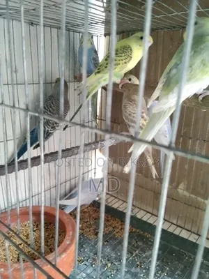 বাজরিগার পাখির বাচ্চা বিক্র করা হবে