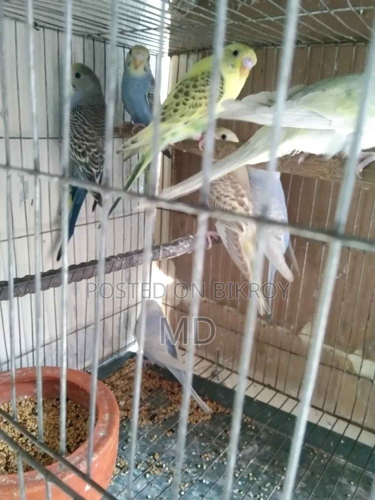 বাজরিগার পাখির বাচ্চা বিক্র করা হবে