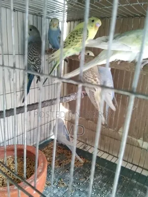 বাজরিগার পাখির বাচ্চা বিক্র করা হবে