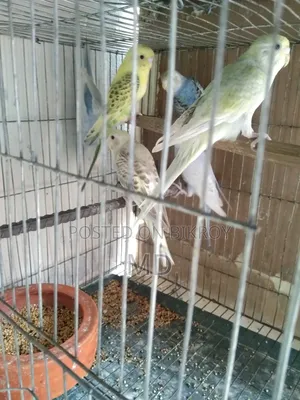 বাজরিগার পাখির বাচ্চা বিক্র করা হবে
