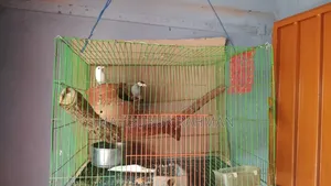 Running Java birds with eggs