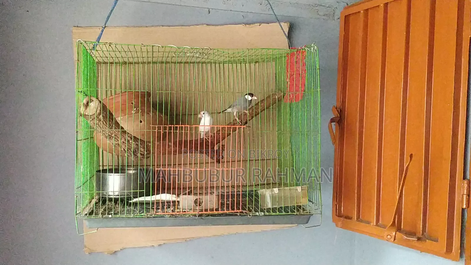 Running Java birds with eggs