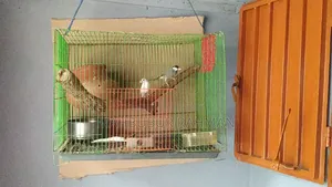Running Java birds with eggs