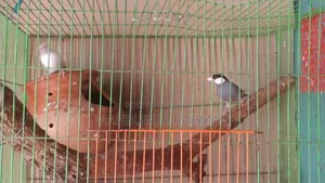Running Java birds with eggs