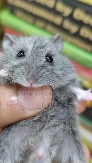 Campbell Dwarf Hamster Female 2 Months