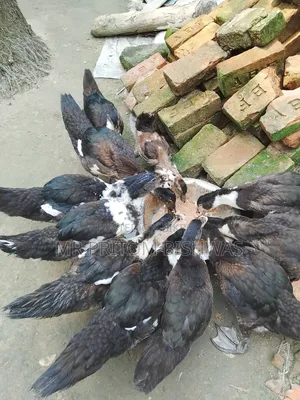 হেলদি চায়না ডাকস এভেইলেবল