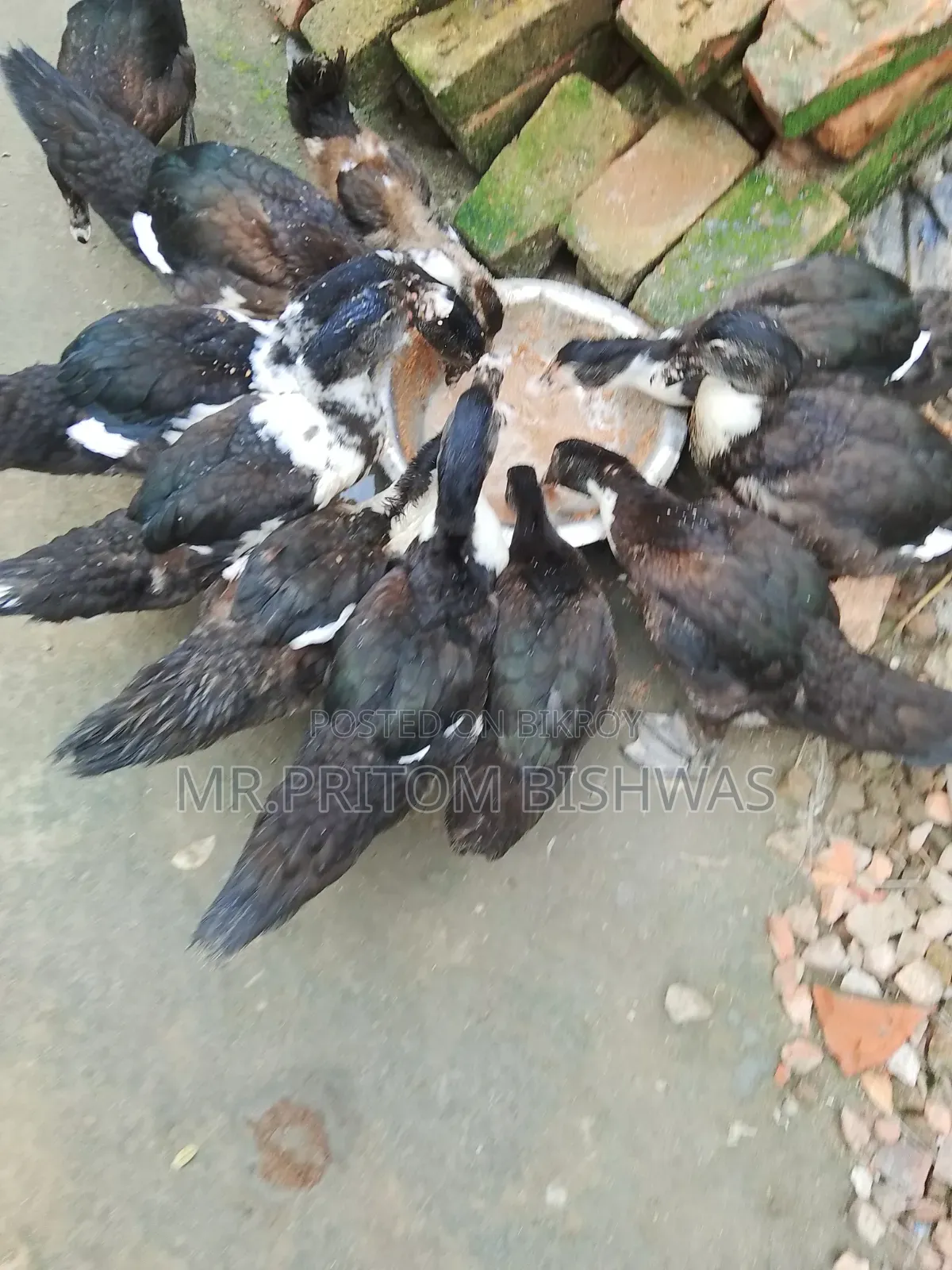 হেলদি চায়না ডাকস এভেইলেবল