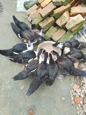 হেলদি চায়না ডাকস এভেইলেবল