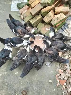 হেলদি চায়না ডাকস এভেইলেবল