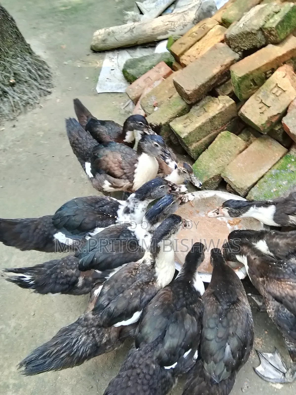 হেলদি চায়না ডাকস এভেইলেবল