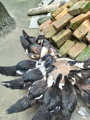 হেলদি চায়না ডাকস এভেইলেবল