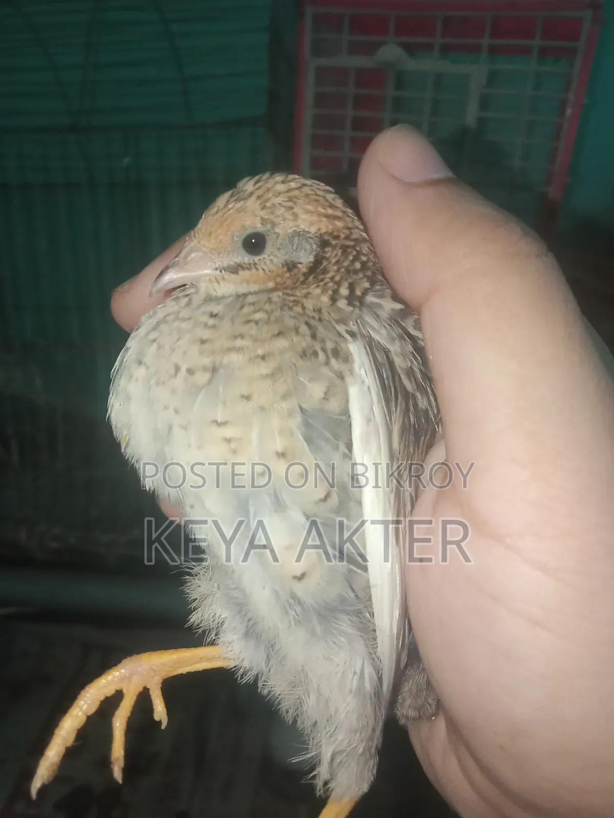 ব্লু কিং বার্ড (এক্সোটিক কোয়েল খামারের প্রাণী নয়)