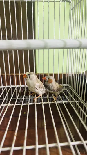 2 Pair Running Finch