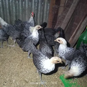 মিশরিয়ান ফাউমি মুরগি