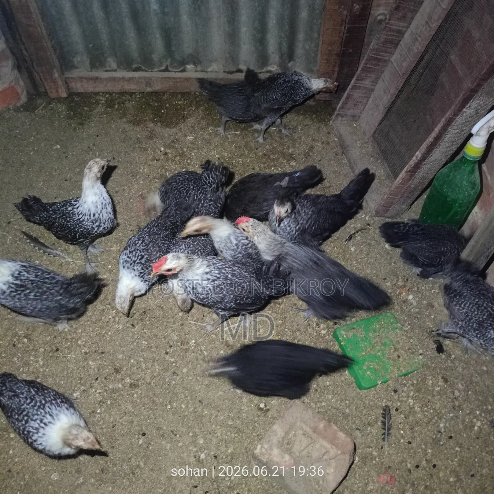 মিশরিয়ান ফাউমি মুরগি